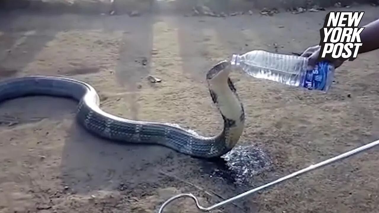 Он спас змею