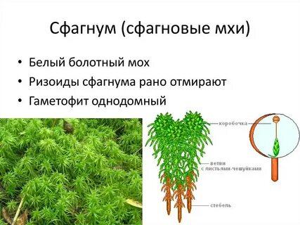 К какому царству относятся мхи