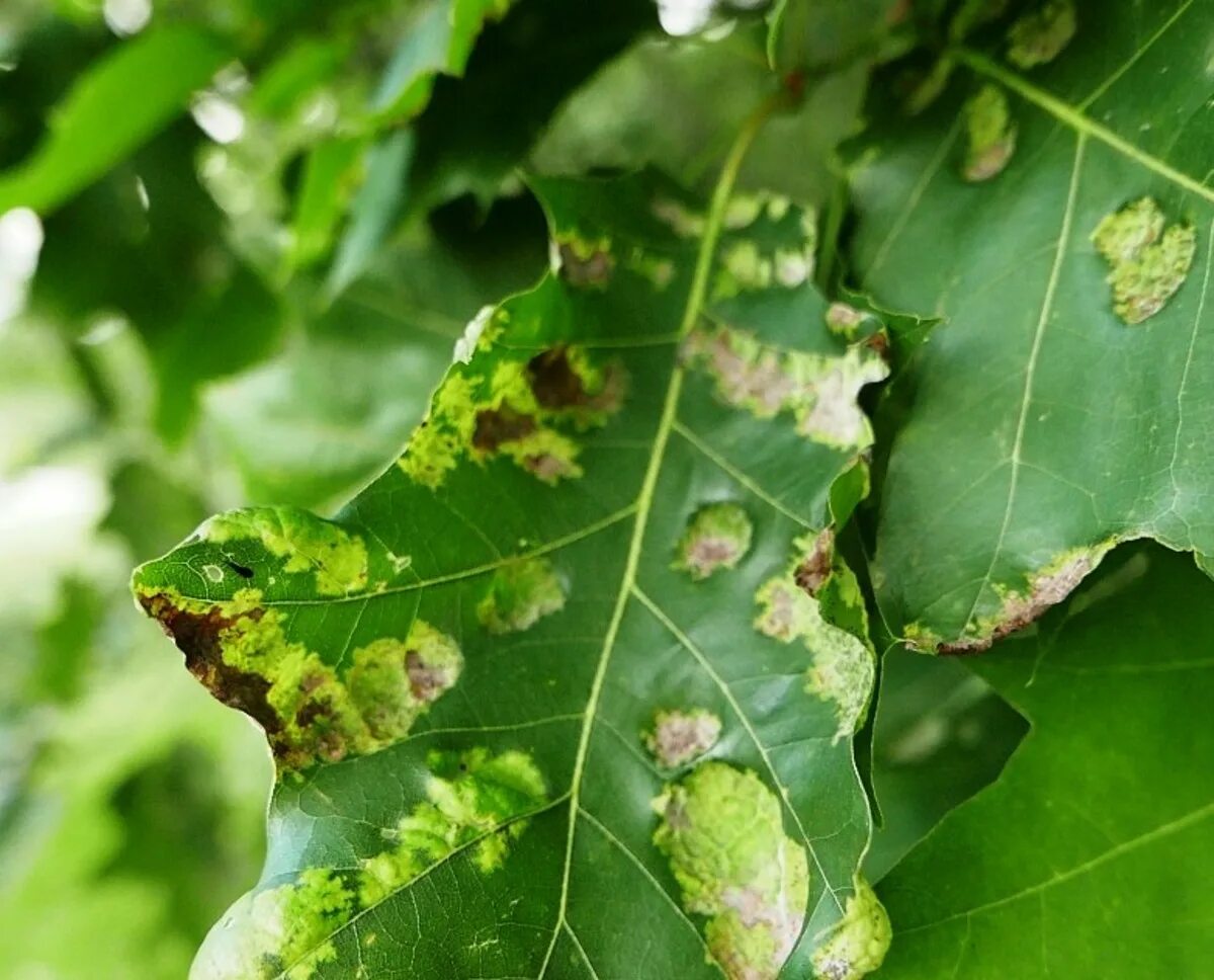 Taphrina caerulescens. Болезни деревьев в саду на листья. Дубовые листья и тля.