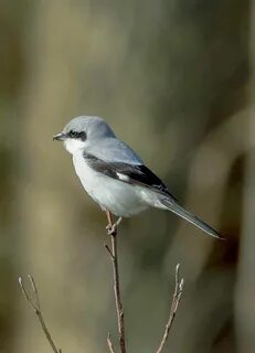 Great Gray Shrike-Серый сорокопут