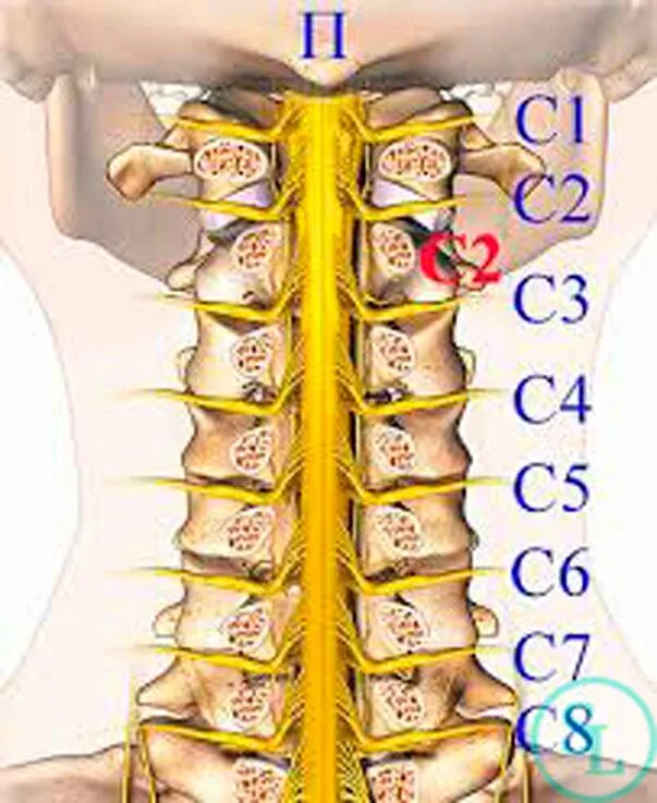 Межпозвонковый остеохондроз c2-th1. Шейный отдел позвоночника с4-с7. Шейный отдел с4 с5. 1-7 Шейные позвонки. Остеохондроз с7