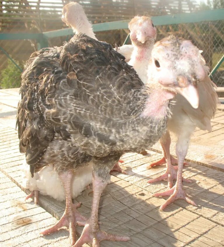 Гистомоноз у индюка болезни. Лечить индюка. Гистомоноз у индюка болезни. Лечить индюка. Лечить индюка.
