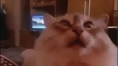 Коты смешные видео с озвучкой без мата