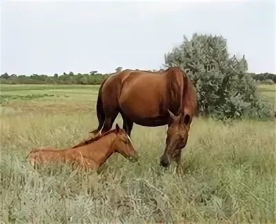 Коня на воле
