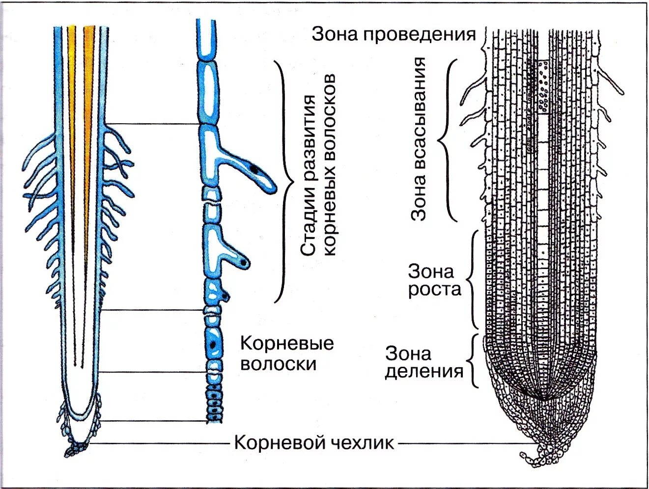 Зона корня защищающая корень от механических повреждений