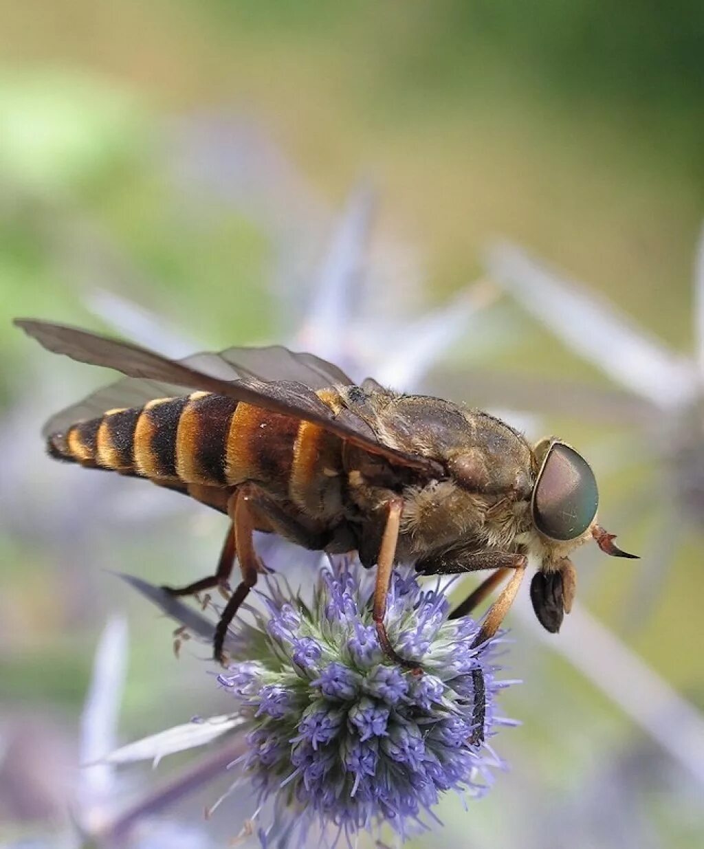 Слепень Tabanus. Слепень бычий Tabanus bovinus. Паут Овод слепень. Муха слепень.