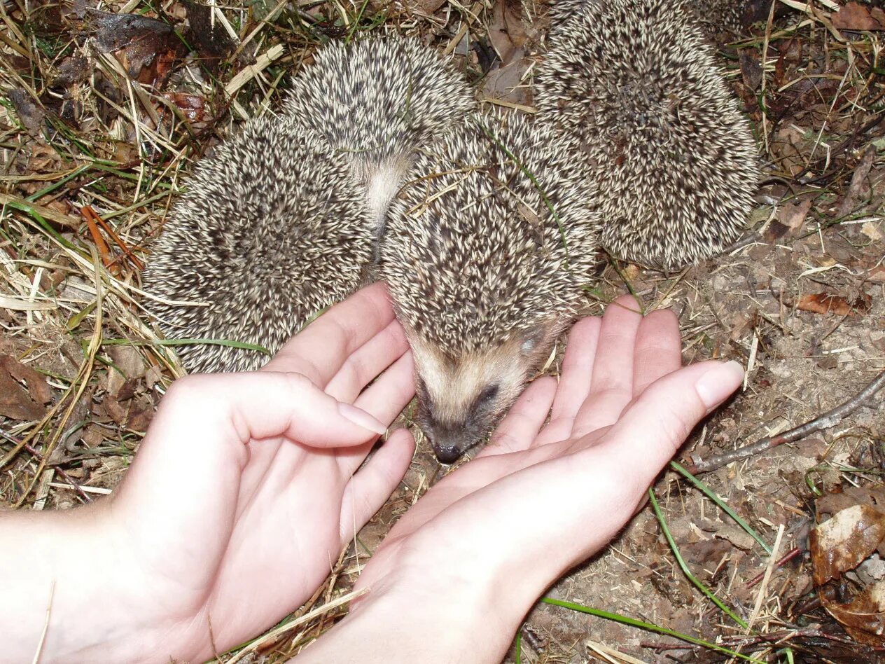 где живут ежики