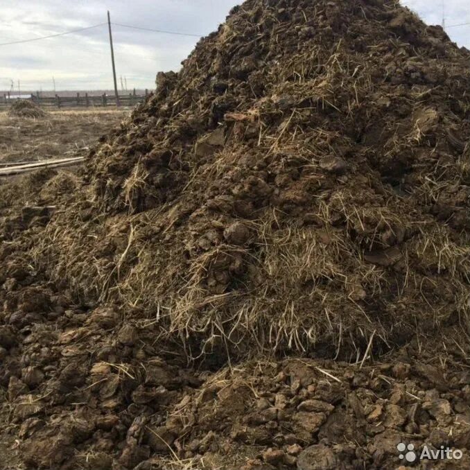 Навоз прикол. Кроссворды несложные. Конский навоз раст. Реклама навоза. Навоз 5 букв сканворд.