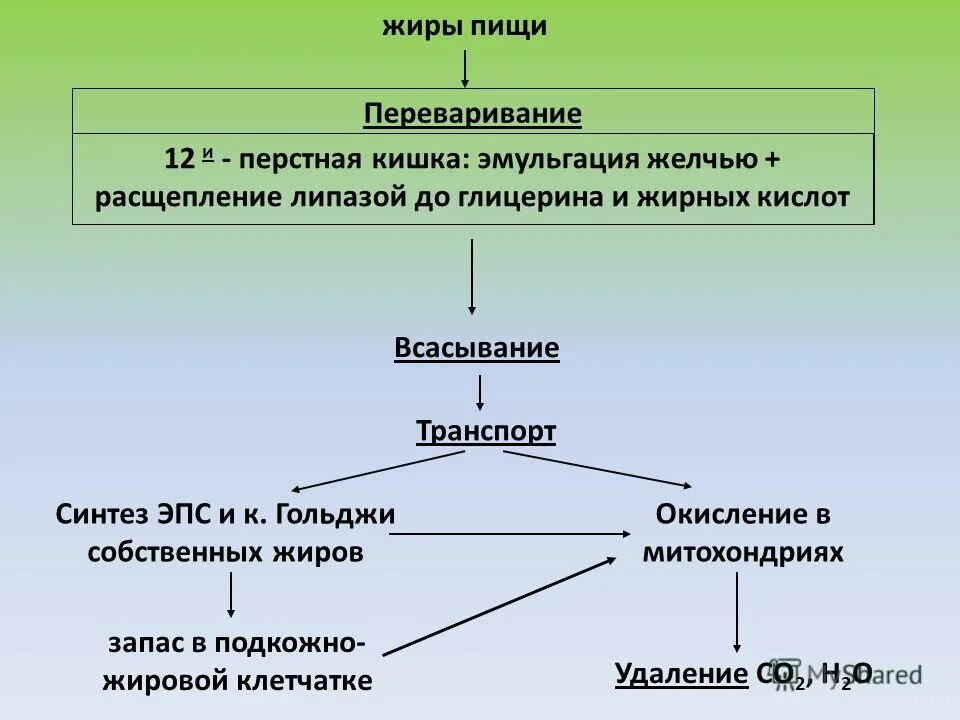 Эмульгация жиров расщепление липазой. Окисление жиров в питании. Превращение жиров пищи в организме химия. Жиры пищи всасывание жирных кислот и глицерина.