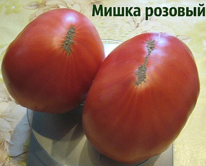 Помидоры мишка косолапый описание сорта. Томат мишка косолапый уральский дачник. томат мишка косолапый розовый. томат мишка косолапый красный. томат мишка косолапый оранжевый.
