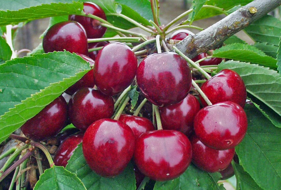 Вишня гриот россошанский. Вишня чернокорка. Вишня сорт чернокорка. Вишня сорт чернокорка. Черевишня черный принц.