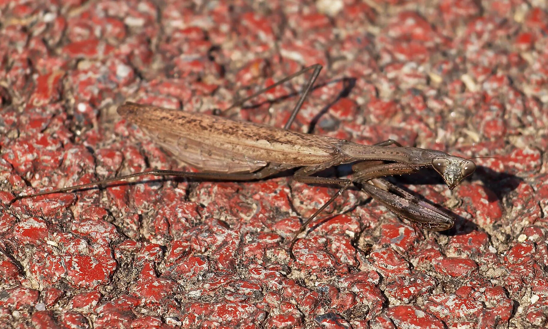 Mantidae. Mantis 2. Настоящих богомолов