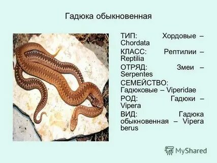 Гадюка обыкновенная систематические категории