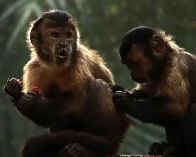 Monkeys partners