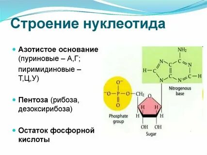 Каждый нуклеотид мономер днк содержит