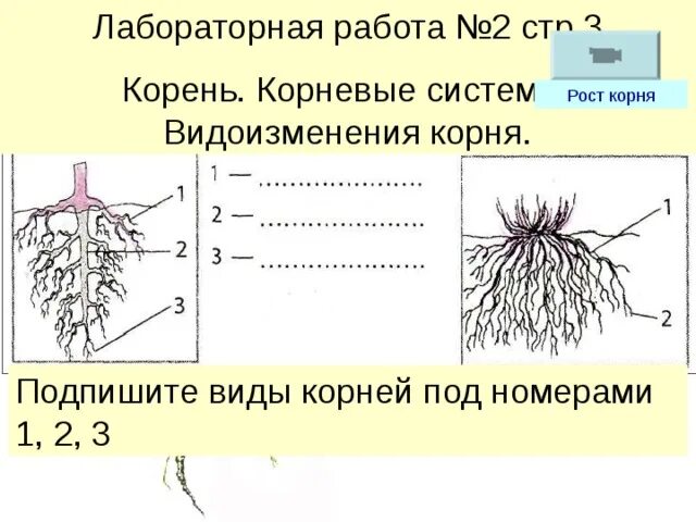 Типы корневых систем 5 класс биология. Корневая система 6 класс биология. Строение . Функции . Типы корневых систем.