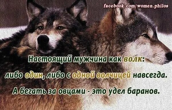 А волки гораздо людей