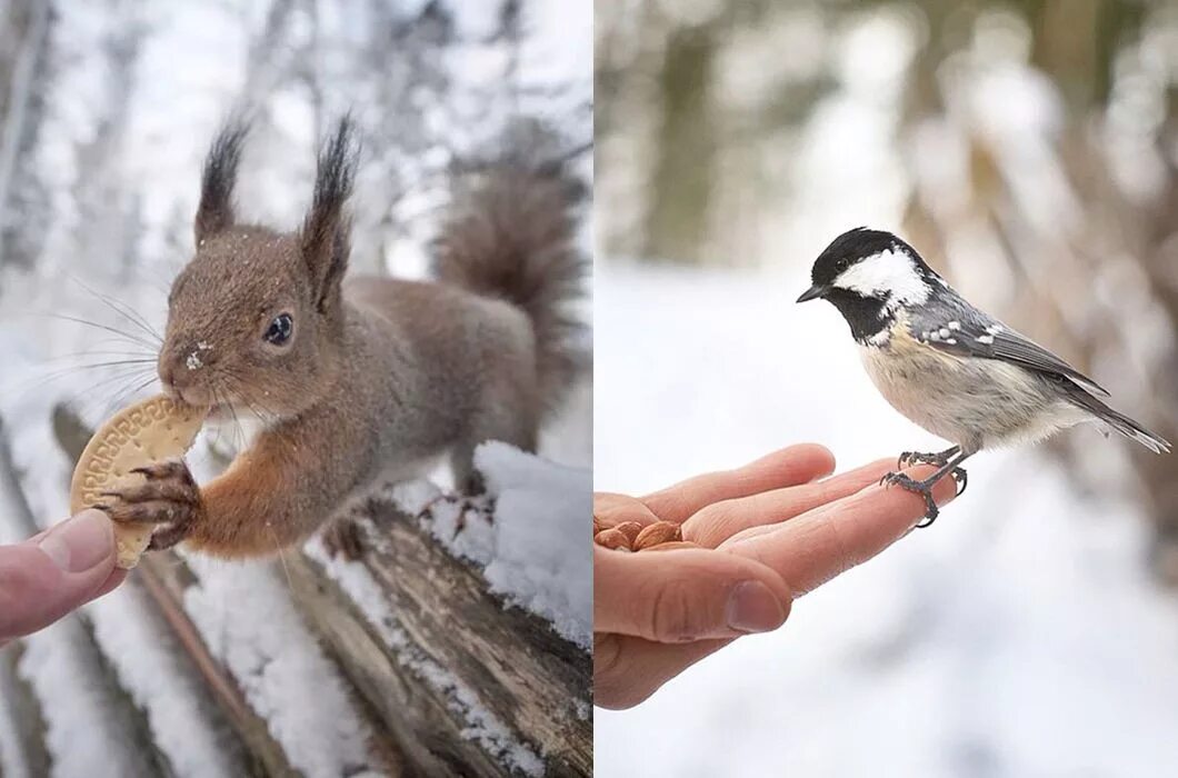 белка в парке зима. подкармливать животных зимой. забота о животных зимой. животные зимой. кормушки для белок зимой.