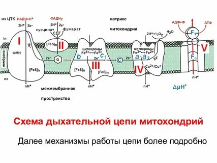 Субстрат дыхательной цепи