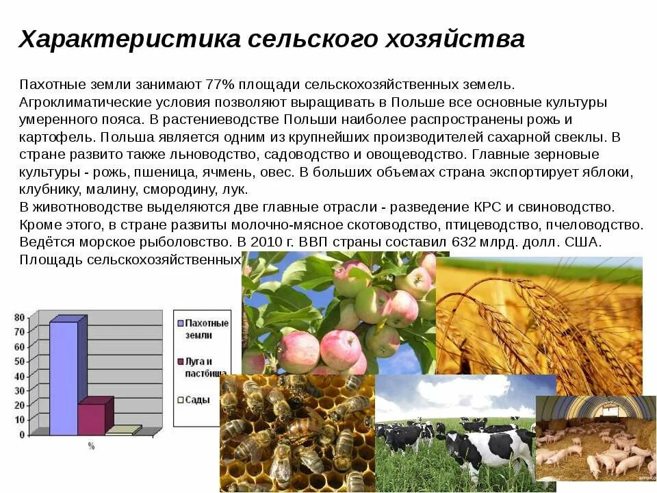 Наибольшую площадь сельскохозяйственных земель занимают. Характеристика сельского хозяйства. Основные культуры сельского хозяйства. Сельскохозяйственные характеристики. Охарактеризуйте сельское хозяйство.