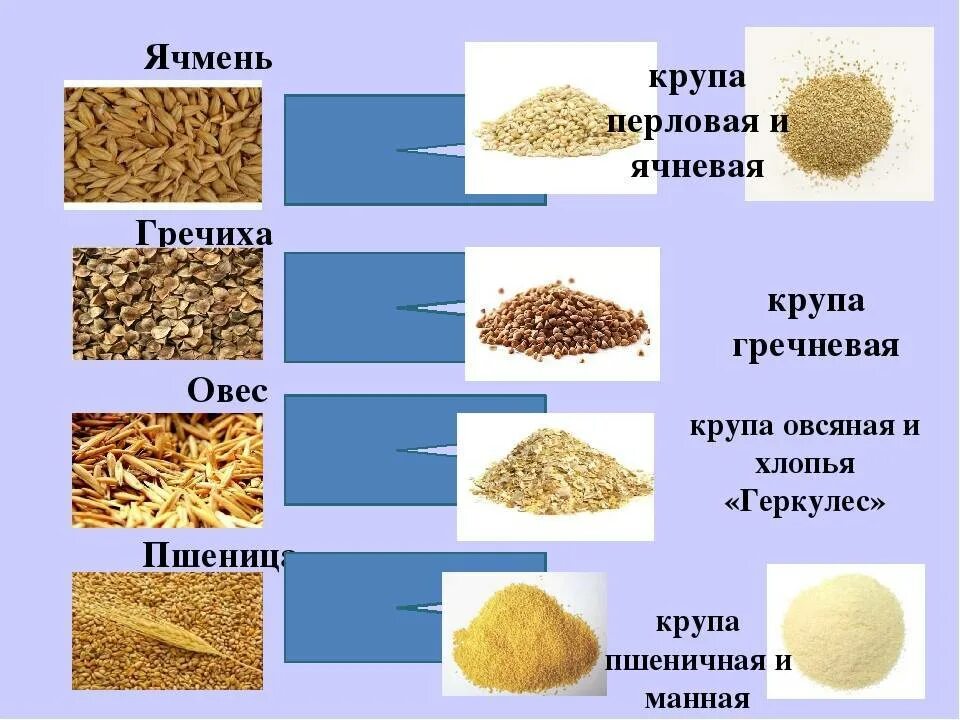 Можно ли давать муку