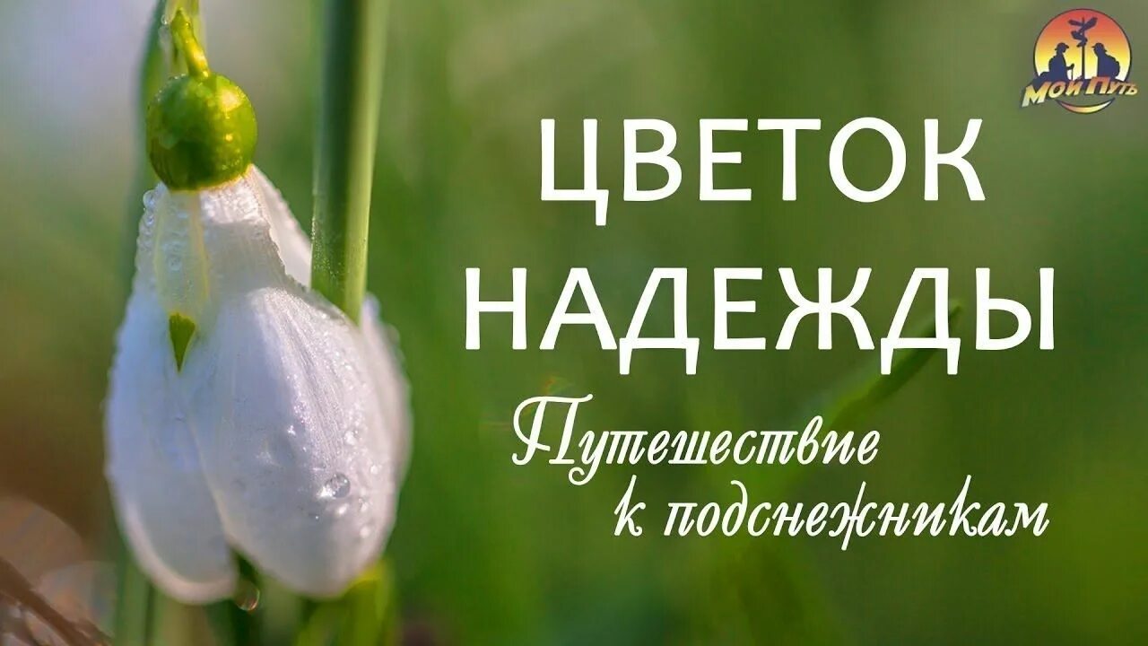 Цветы для Нади. Наденьке цветы. Цветок надежды видео