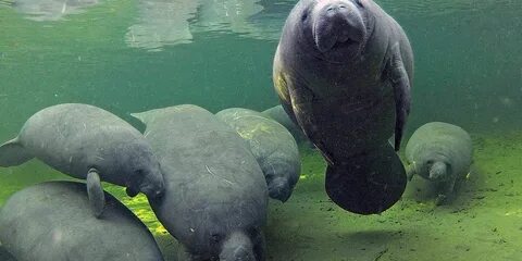 Морская корова обитает