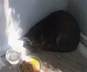 Горел кот