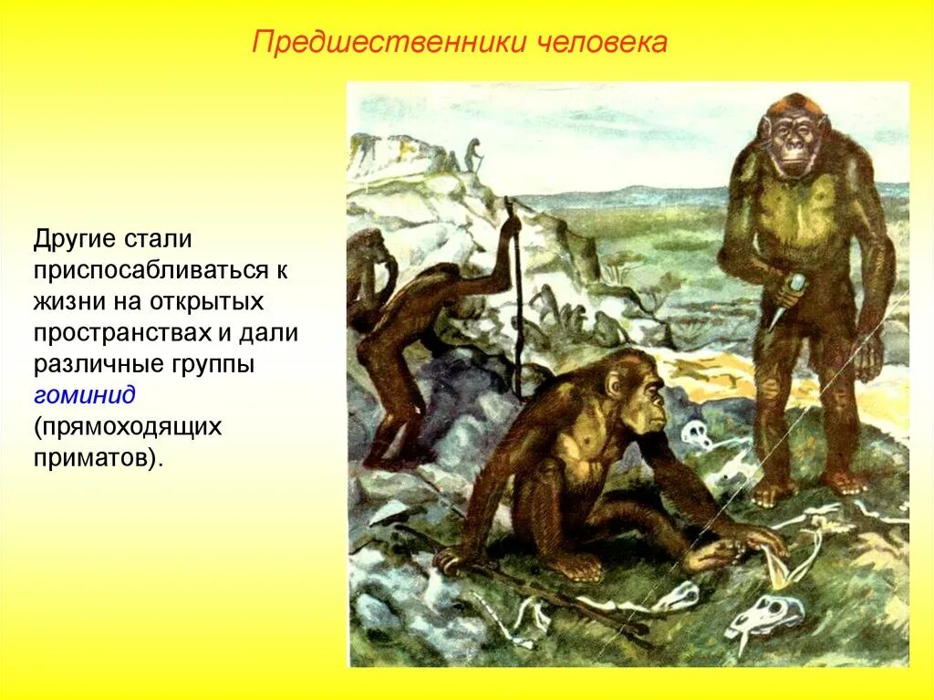 Стадия австралопитека в эволюции семейства гоминид соответствует