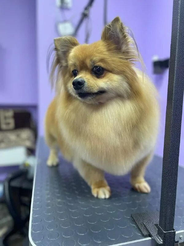 пушистый рай 2024