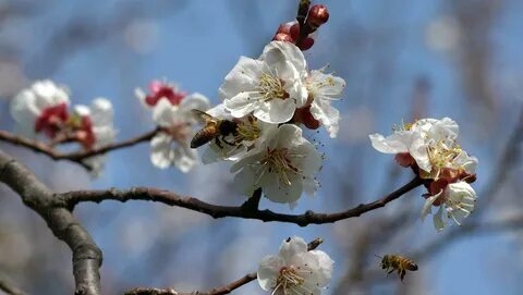 Инелік ине мүшесі