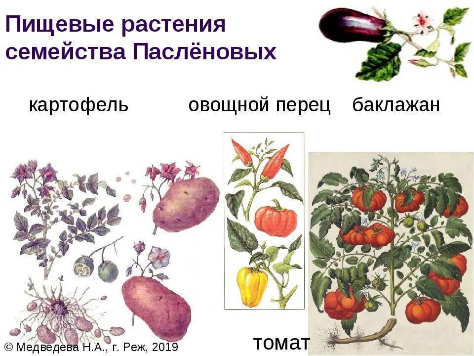 Овощи семейства пасленовых. Овощные культуры семейства пасленовых. Двудольные растения семейство Пасленовые. Семейство Пасленовые представители. Овощи семейства пасленовых перечень.