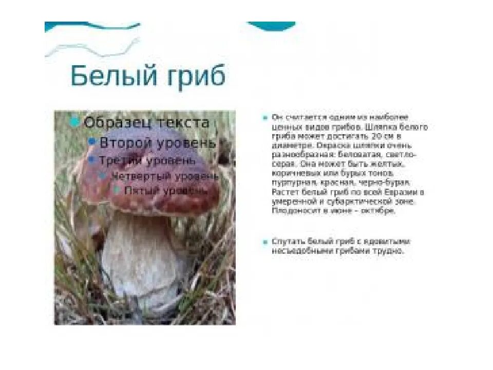 Маленький рассказ про грибы. Сообщение о грибах. Грибы маслята. Белый гриб доклад. Рассказать о грибе семьи.