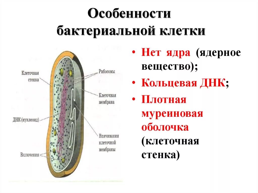 Какие каковы особенности строения клеток бактерий