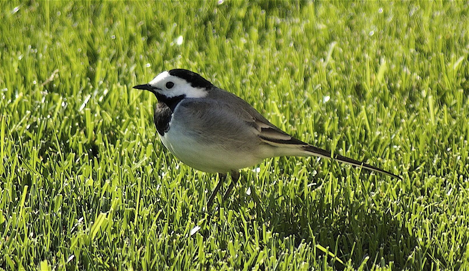 Трясогузка перелетная или нет. Motacilla alba. трясогузка пришвин. трясогузка джона гульда. птенец трясогузки.