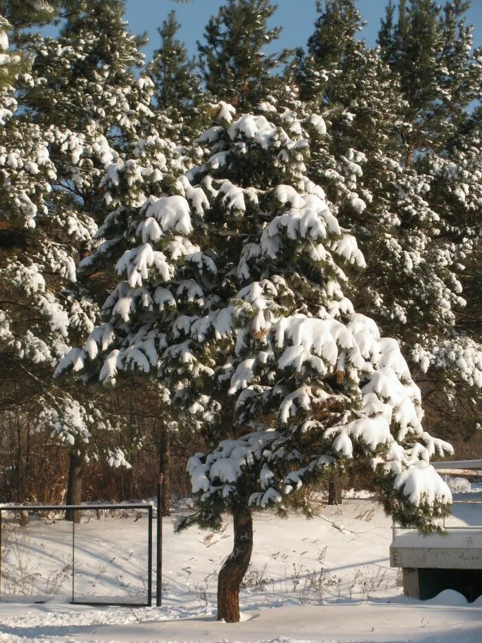 Шмаковка зима. Погода шмаковке приморском крае. Шмаковка приморский край. Горные ключи шмаковка. Шмаковка приморский край достопримечательности.
