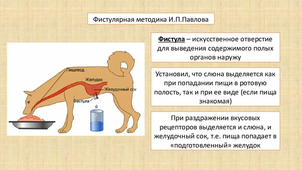 Опыт и.п. Павлова пищеварительной системы фистулы. Фистульный метод Павлова. Опыты Павлова по пищеварению. Опыты и.п. Павлова по изучению пищеварительной системы.. У собаки выделяется слюна