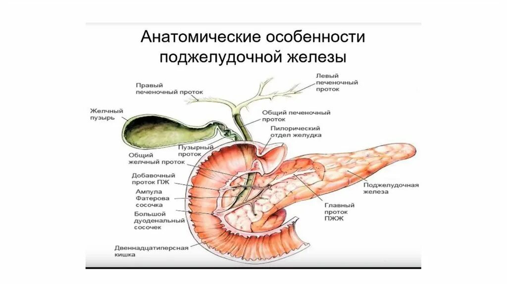 Поджелудочная маркеры. Вирхов проток поджелудочной железы. Санториниев проток поджелудочной железы. Макроскопическое строение поджелудочной железы. Строение протоков поджелудочной железы.