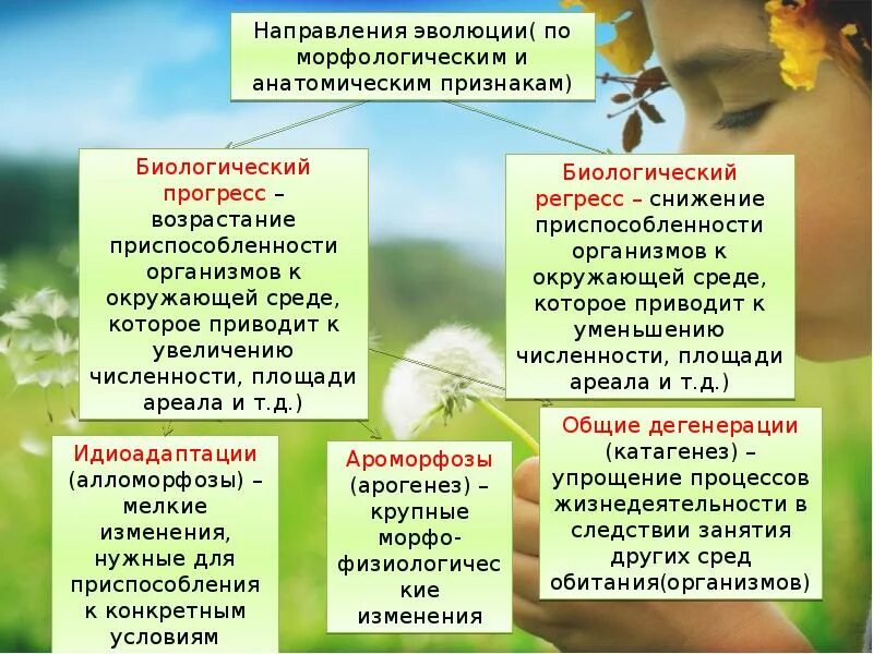 Какие направления органической эволюции привели к формированию. Основные направления эволюции таблица. Главные направления органической эволюции.