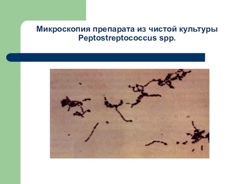 Peptostreptococcus. Пептострептококки микроскопия. Пептострептококки заболевания. Пептострептококки возбудители. Пептострептококки микробиология.