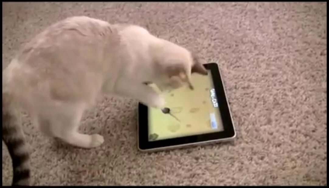 Игрушка для кота на экране. Мышка бегающая по экрану для кота. Мышь на экране для кошки. Игра для кошек на планшете. Мышки бегают видео для кошек и пищат