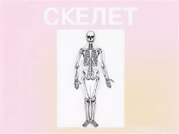 Тест по биологии 8 класс строение скелета. План урока по биологии 8 класс скелет человека. карточки по биологии 8 класс скелет человека. осевой скелет человека биология 8 класс. презентация скелет человека 8 класс.