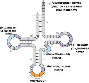 Т петля т рнк