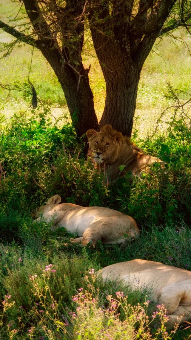 Animals rest