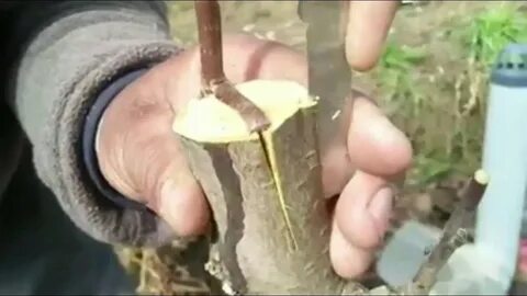 Прививка яблони начинающих