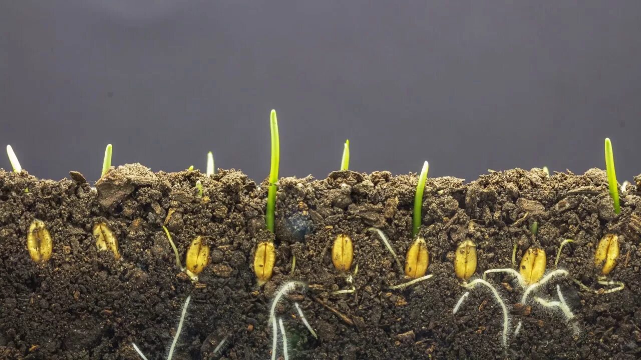 Всходы яровой пшеницы. Всходы озимой пшеницы. Амарант ростки всходы. Всходы озимой пшеницы. Озимь всходы пшеницы посеянные.