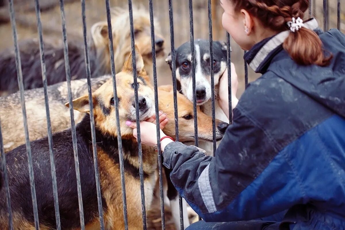 Приют брошенных животных. Приют для бездомных животных в москве. приют бездомных собак в мо. животные в приюте. питомник для бездомных собак.