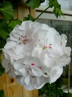 Уланова пеларгония