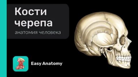 Черепные кости