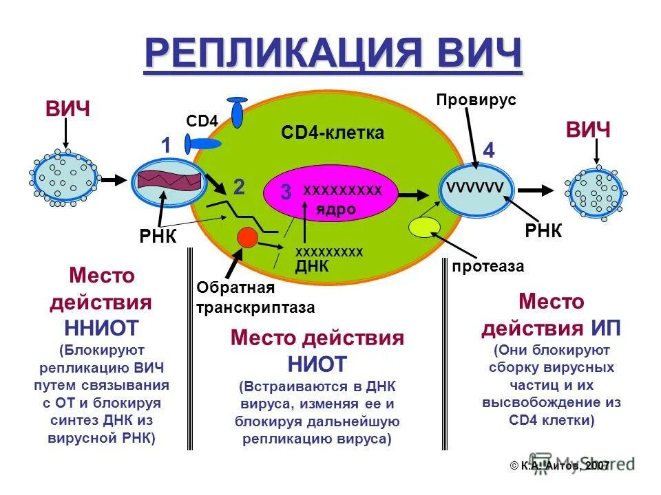 Инфекционная рнк. Репликация вируса схема. Вирус ВИЧ В репликация схема. Этапы репродукции вируса ВИЧ. Механизм репликации вируса ВИЧ.